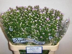 ASTER CLAUDIA 80